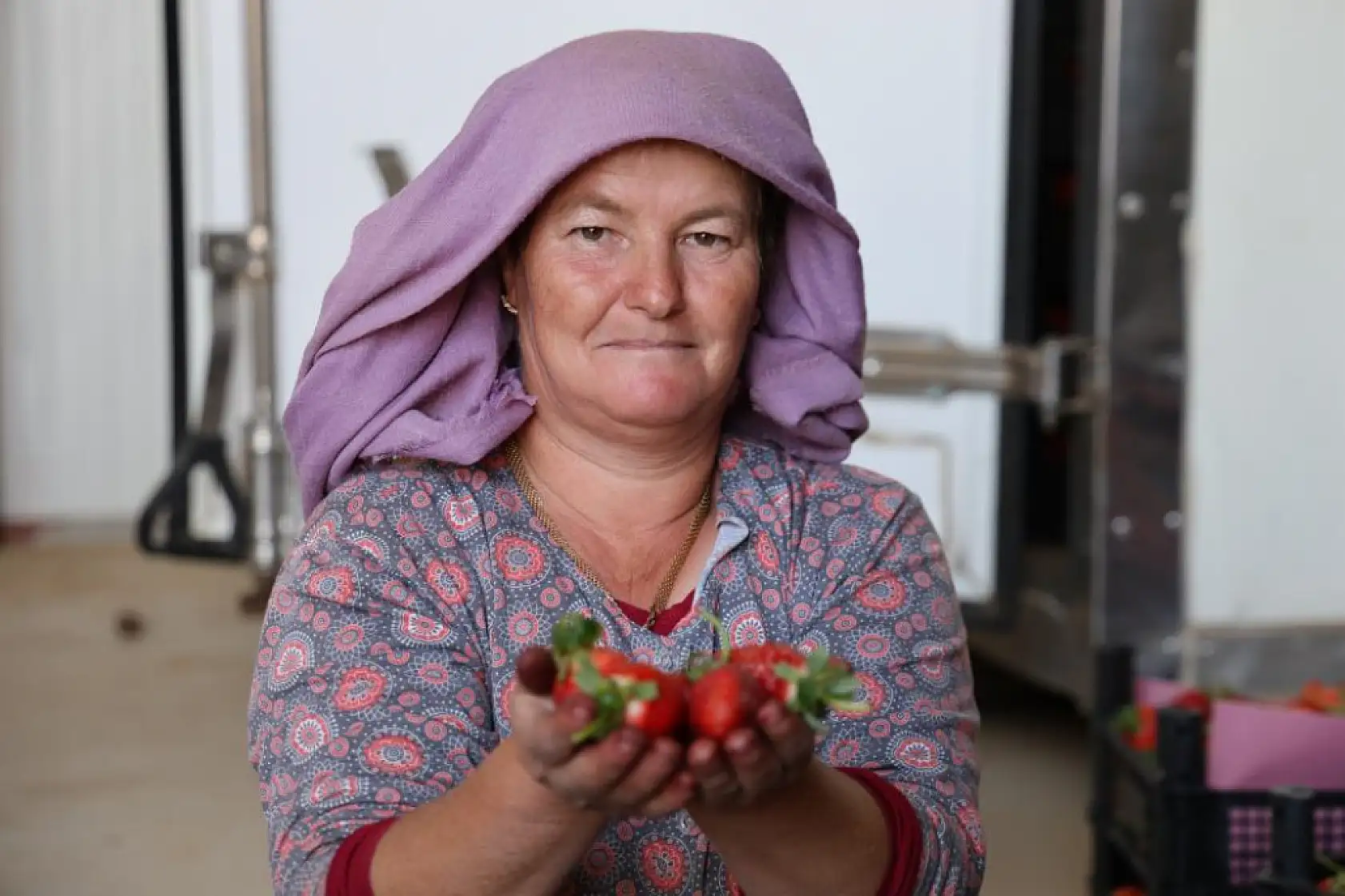 Aydın'dan İspanya'ya kadar ihraç ediliyor