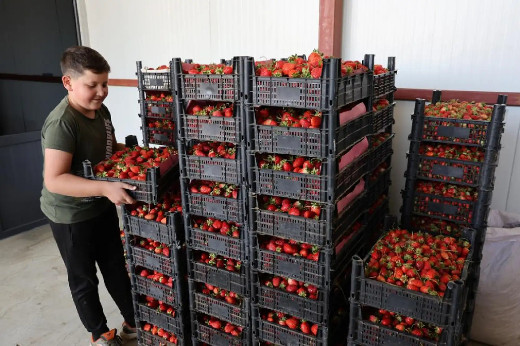 Aydın'dan İspanya'ya kadar ihraç ediliyor