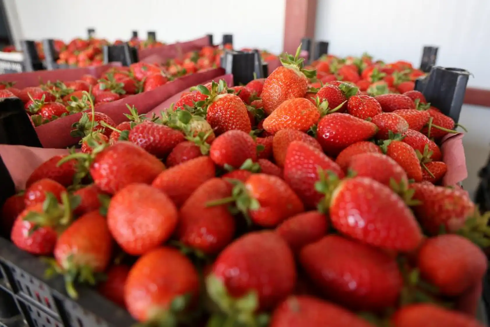 Aydın'dan İspanya'ya kadar ihraç ediliyor