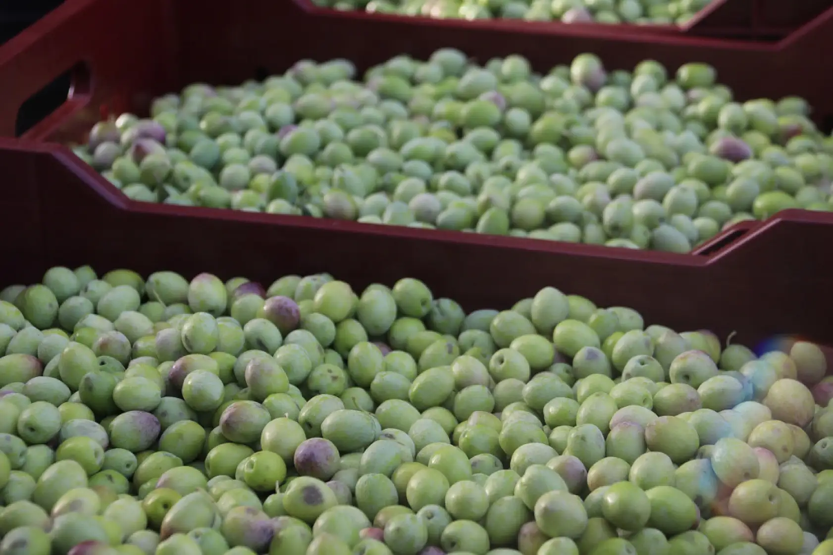 Fethiye'de zeytin hasadı başladı