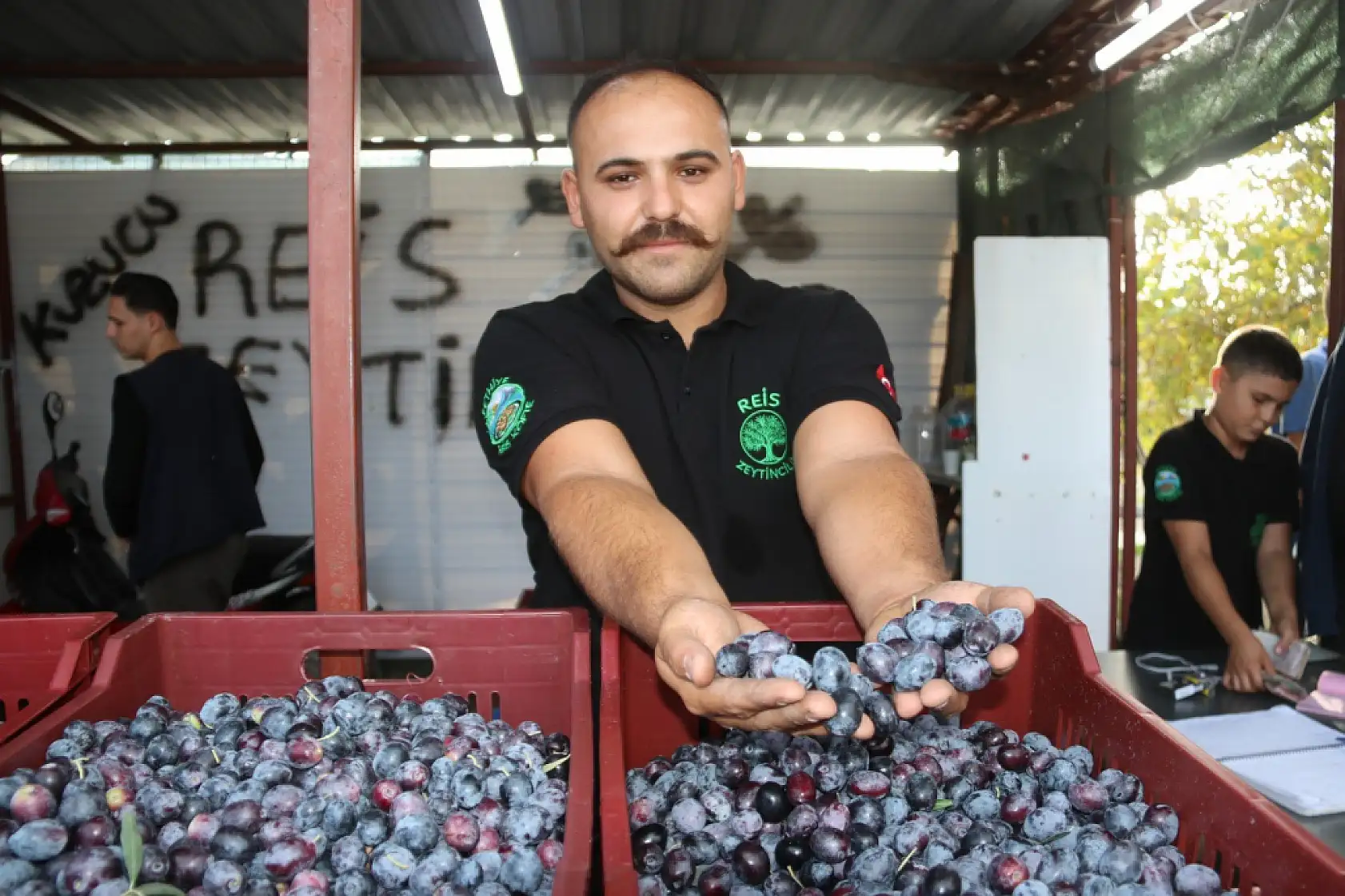Fethiye'de zeytin hasadı başladı
