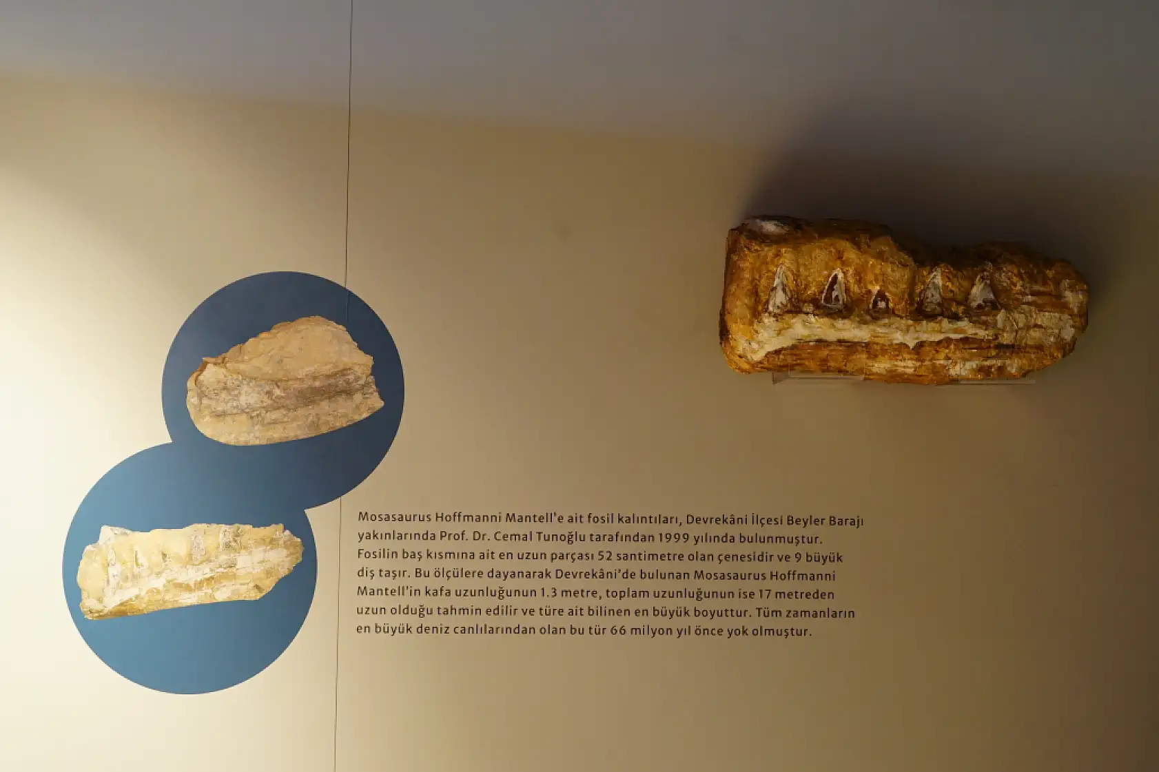 Türk profesör, Asya'da ilk kez keşfedilen 'Denizlerin Dinozoru' nu anlattı