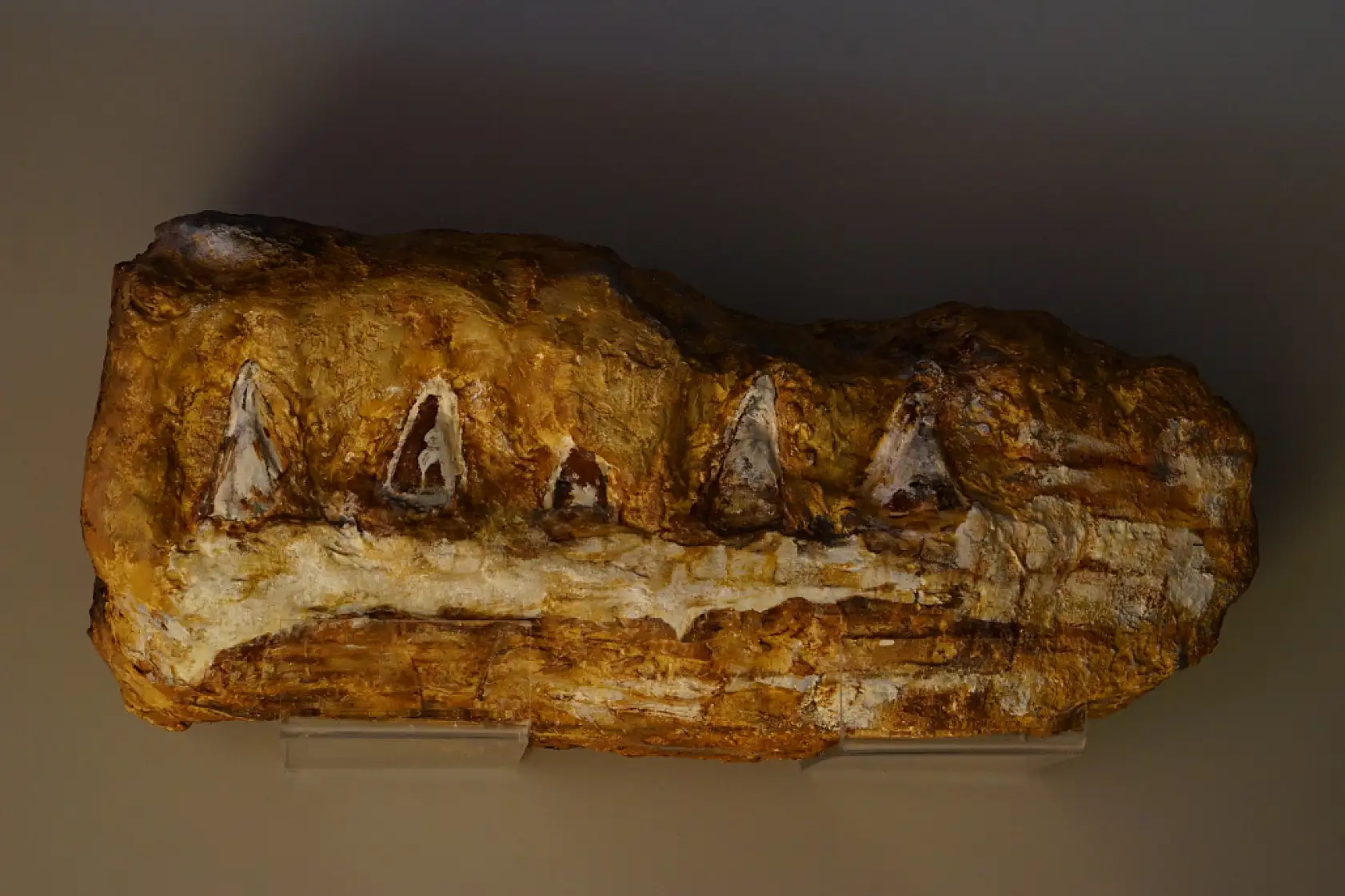 Türk profesör, Asya'da ilk kez keşfedilen 'Denizlerin Dinozoru' nu anlattı