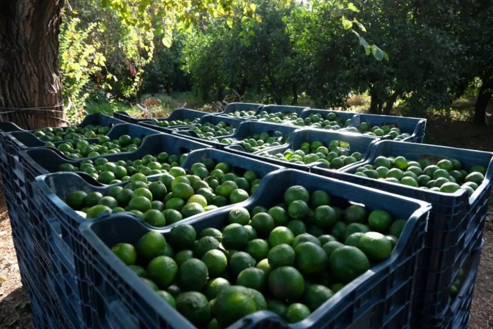 Bodrum'da 72 üreticiden 55 ton yeşil mandalin alındı