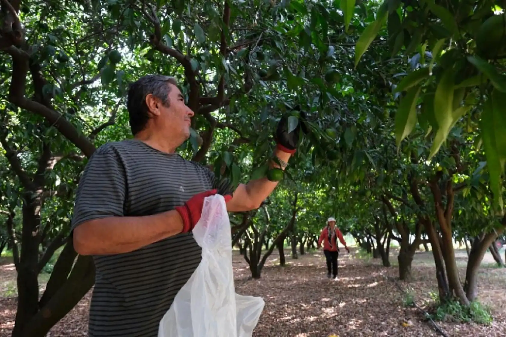 Bodrum'da 72 üreticiden 55 ton yeşil mandalin alındı