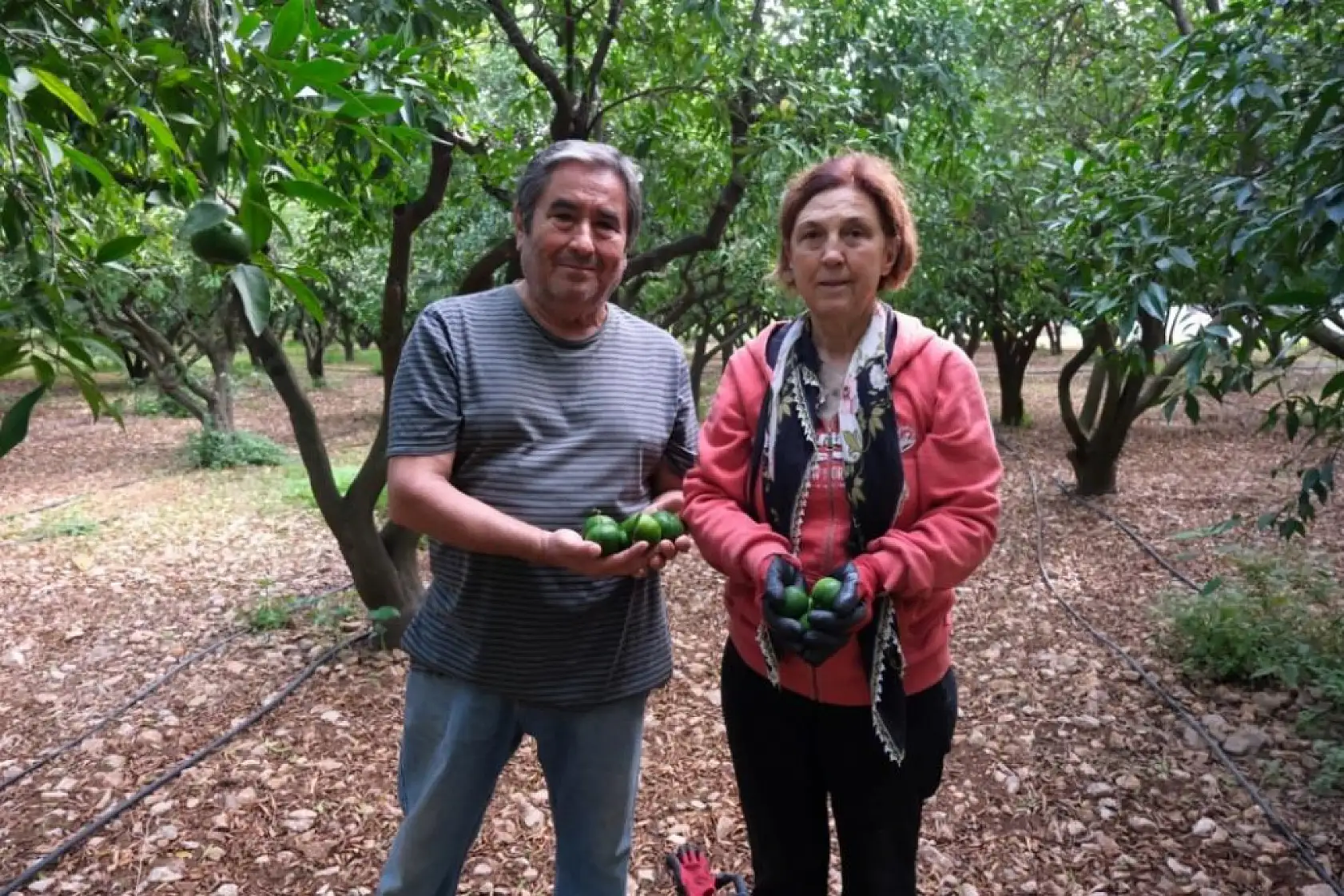 Bodrum'da 72 üreticiden 55 ton yeşil mandalin alındı