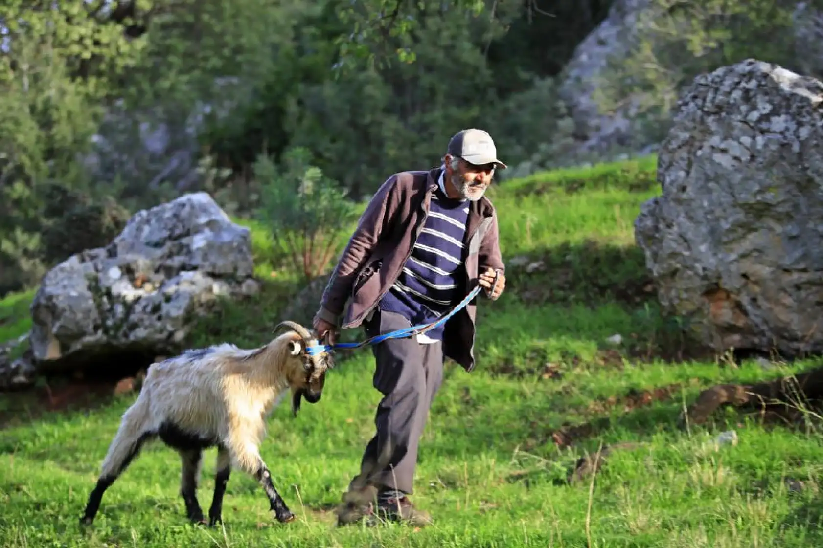 3 keçisini kurtlar yiyen yaşlı adam, mahsur kaldığı uçurumdan kurtarılan son keçisine sarılıp doyasıya öptü