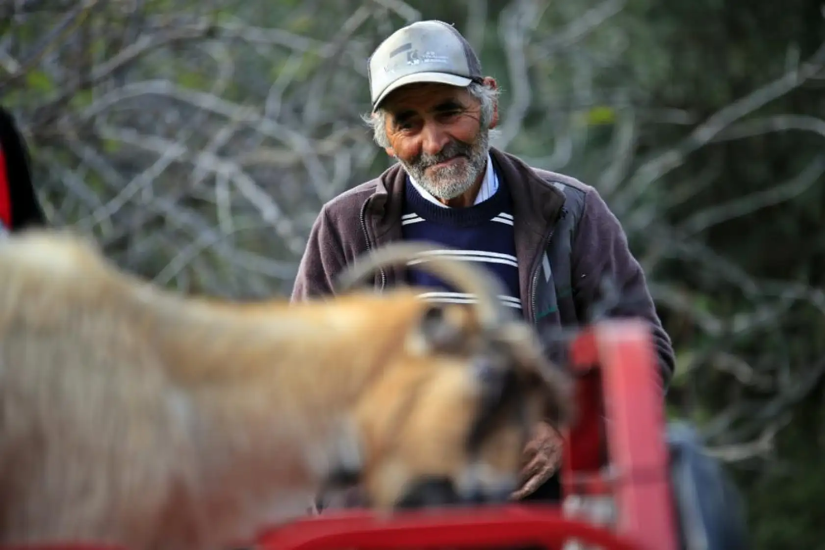 3 keçisini kurtlar yiyen yaşlı adam, mahsur kaldığı uçurumdan kurtarılan son keçisine sarılıp doyasıya öptü
