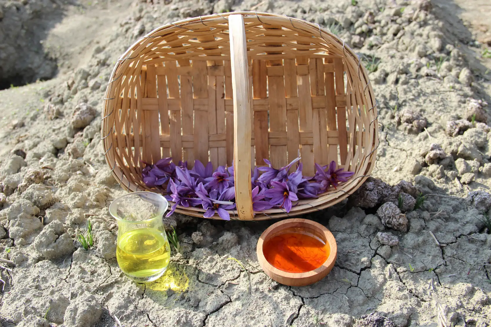 Denemek için ekti, 250 metrekarelik tarlasında dünyanın en pahalı baharatını yetiştirdi