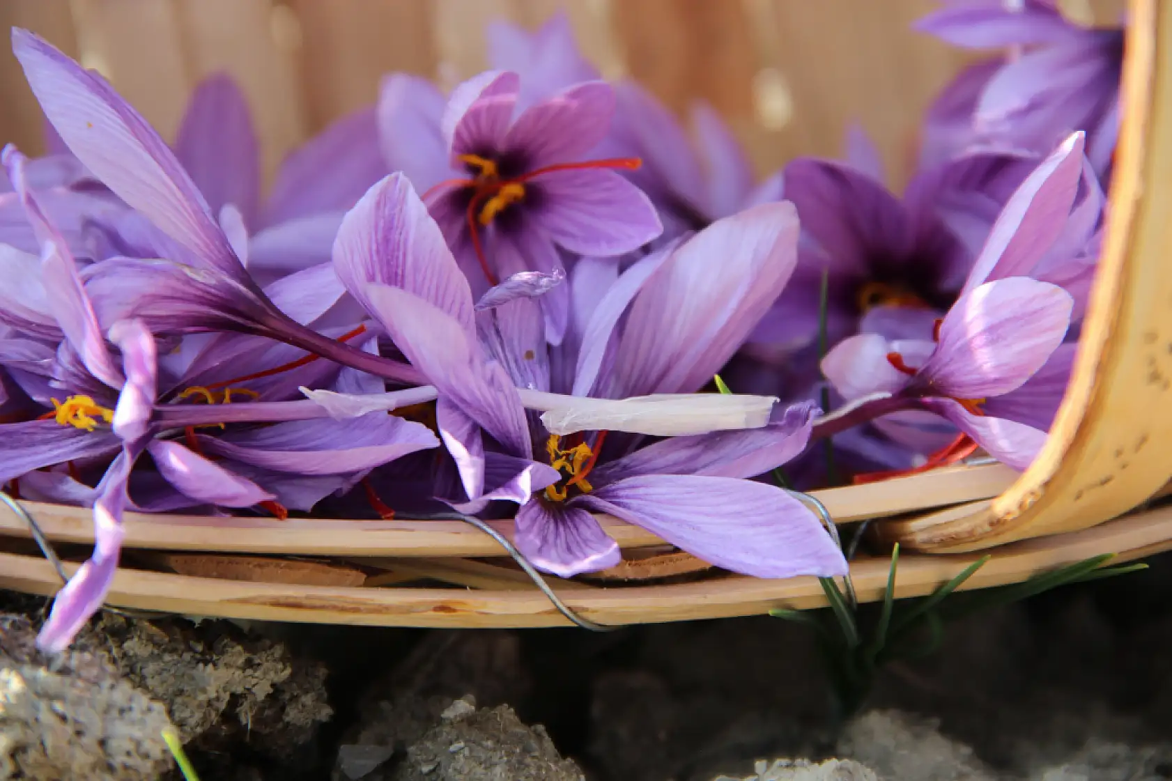 Denemek için ekti, 250 metrekarelik tarlasında dünyanın en pahalı baharatını yetiştirdi