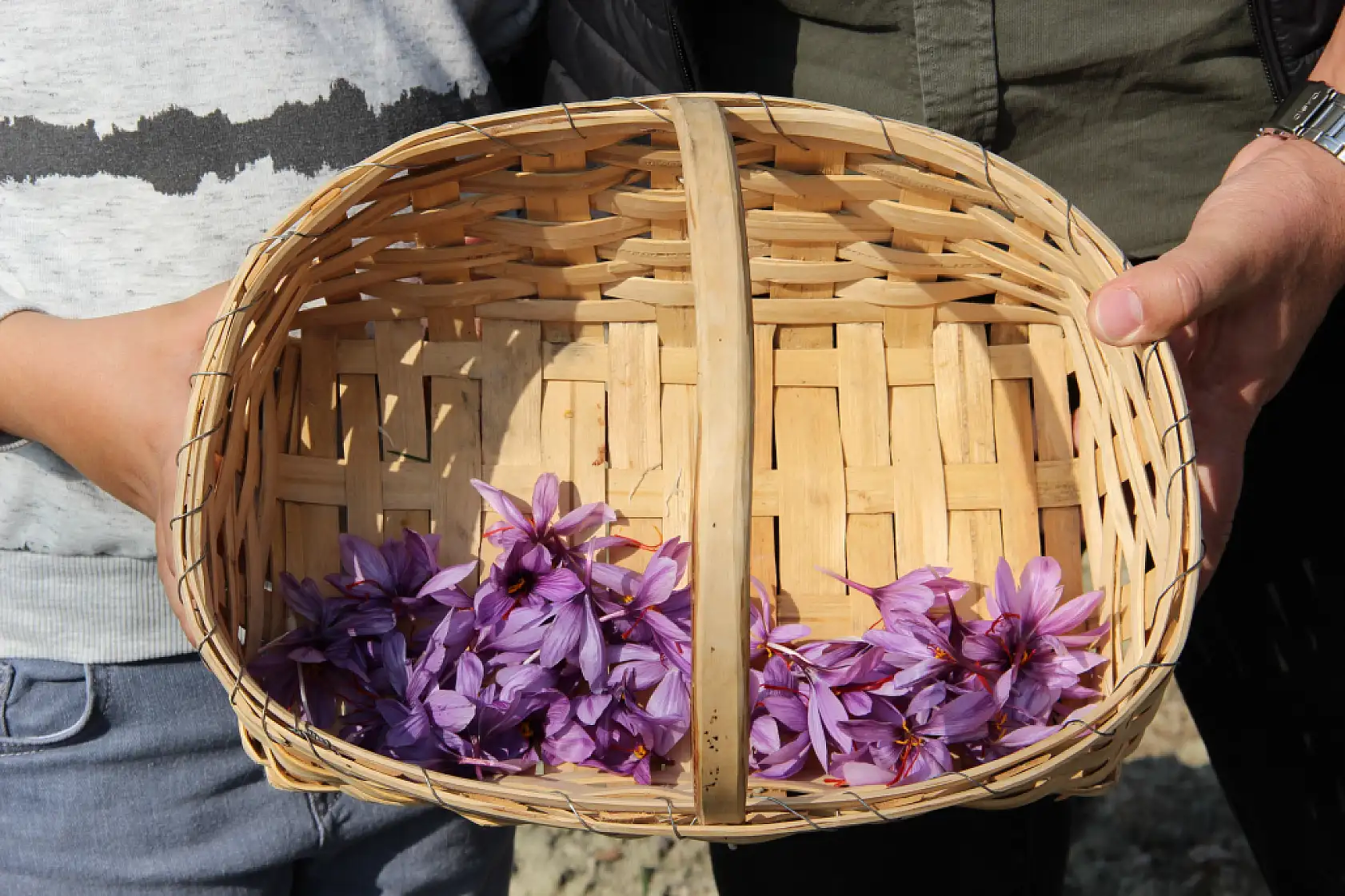 Denemek için ekti, 250 metrekarelik tarlasında dünyanın en pahalı baharatını yetiştirdi