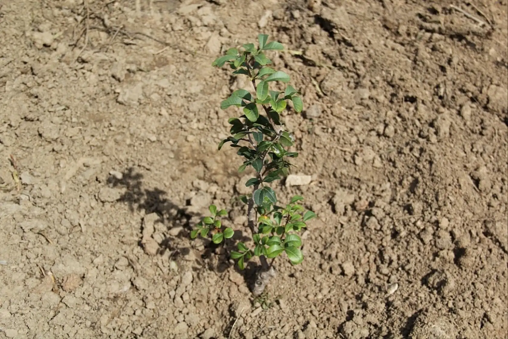 Muğla'da sakız üretimi güçleniyor, bin 500 aşılı fidan üreticiyle buluşuyor