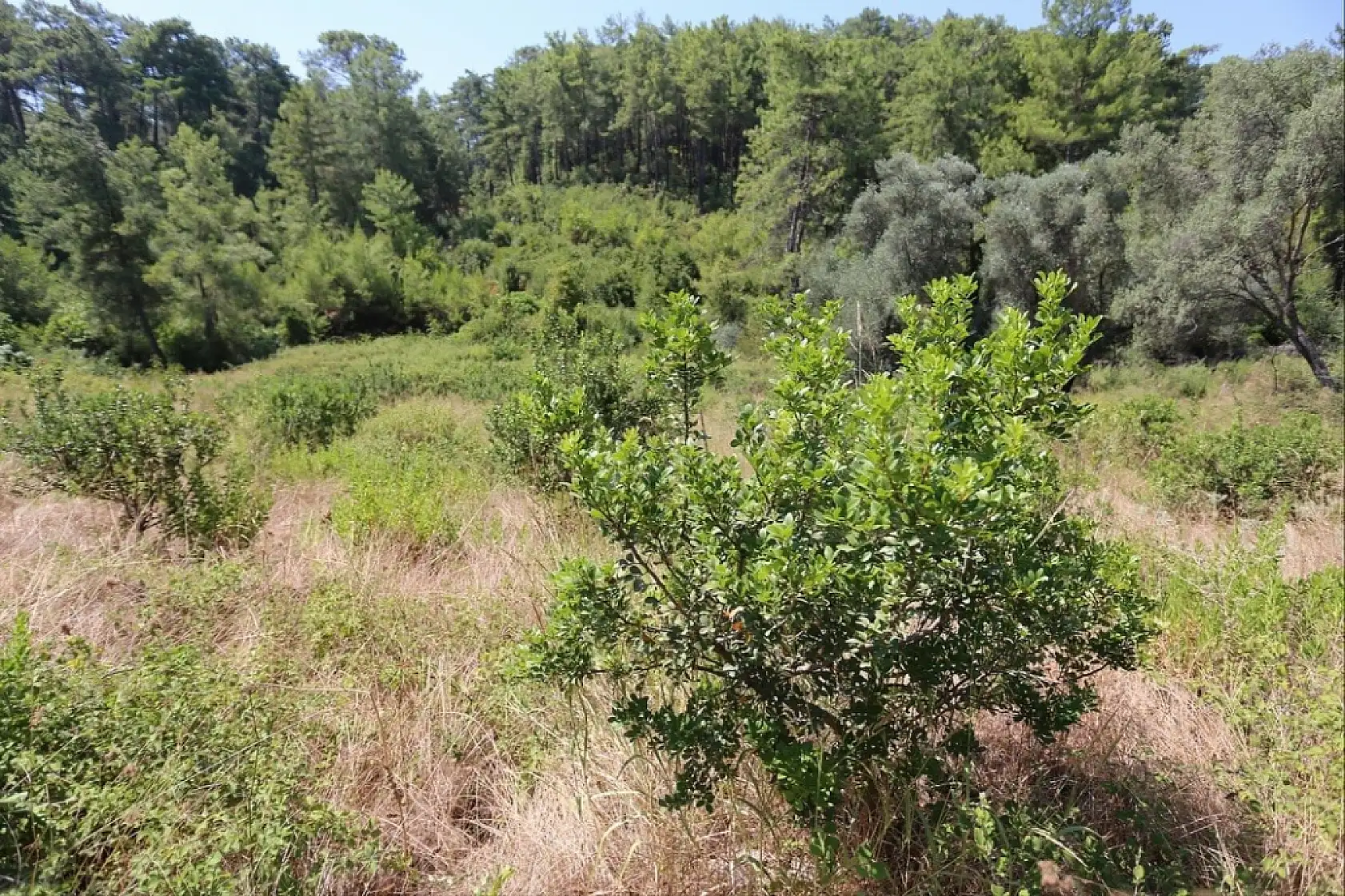 Muğla'da sakız üretimi güçleniyor, bin 500 aşılı fidan üreticiyle buluşuyor