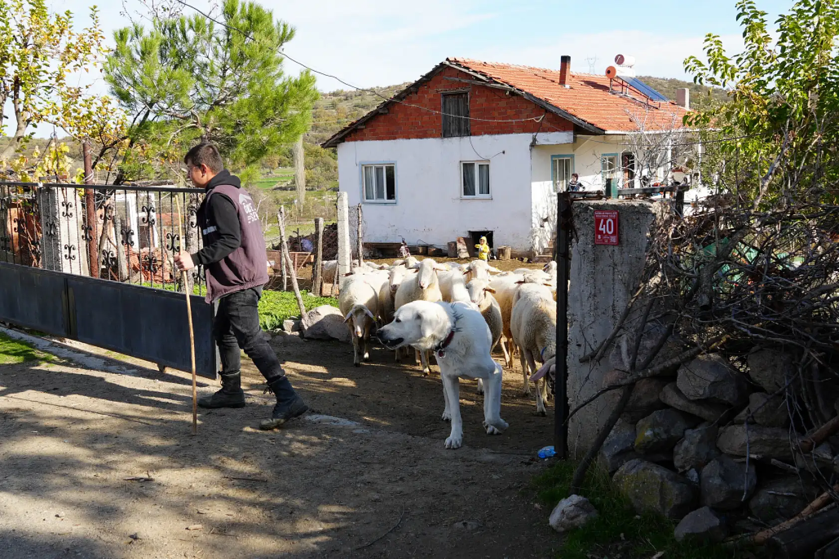Üniversiteyi okudu, baba ocağına dönüp sürü sahibi oldu