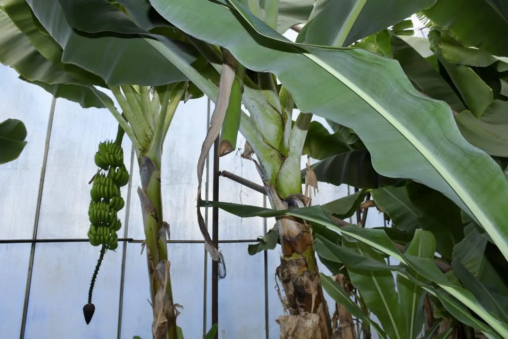 İlginç hırsızlık: Hırsızlar muz ve avokado hasadı yaptı