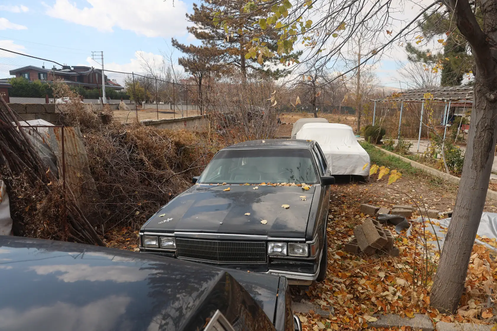 Bu serada sebze değil klasik araba yetişiyor