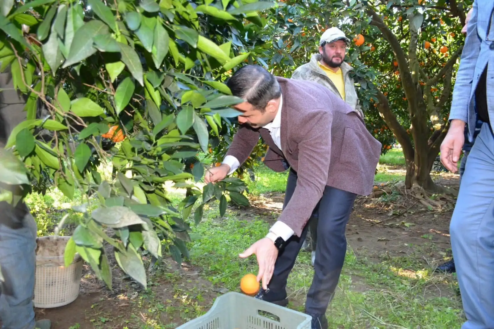 Kaymakam Kumcu, 'Köyceğiz Portakalı' hasadına katıldı