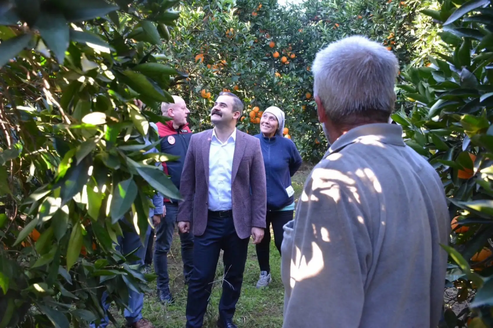 Kaymakam Kumcu, 'Köyceğiz Portakalı' hasadına katıldı