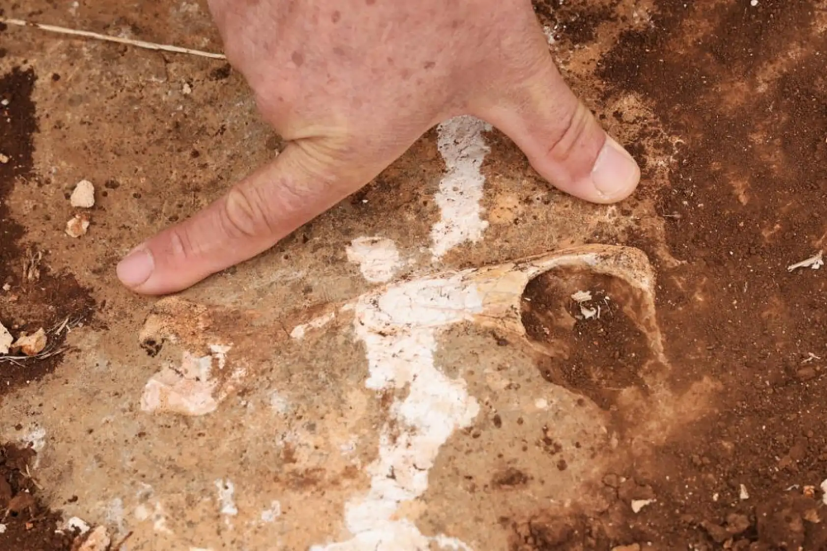 Yüz milyonlarca yıl önceye ait fosiller bulundu