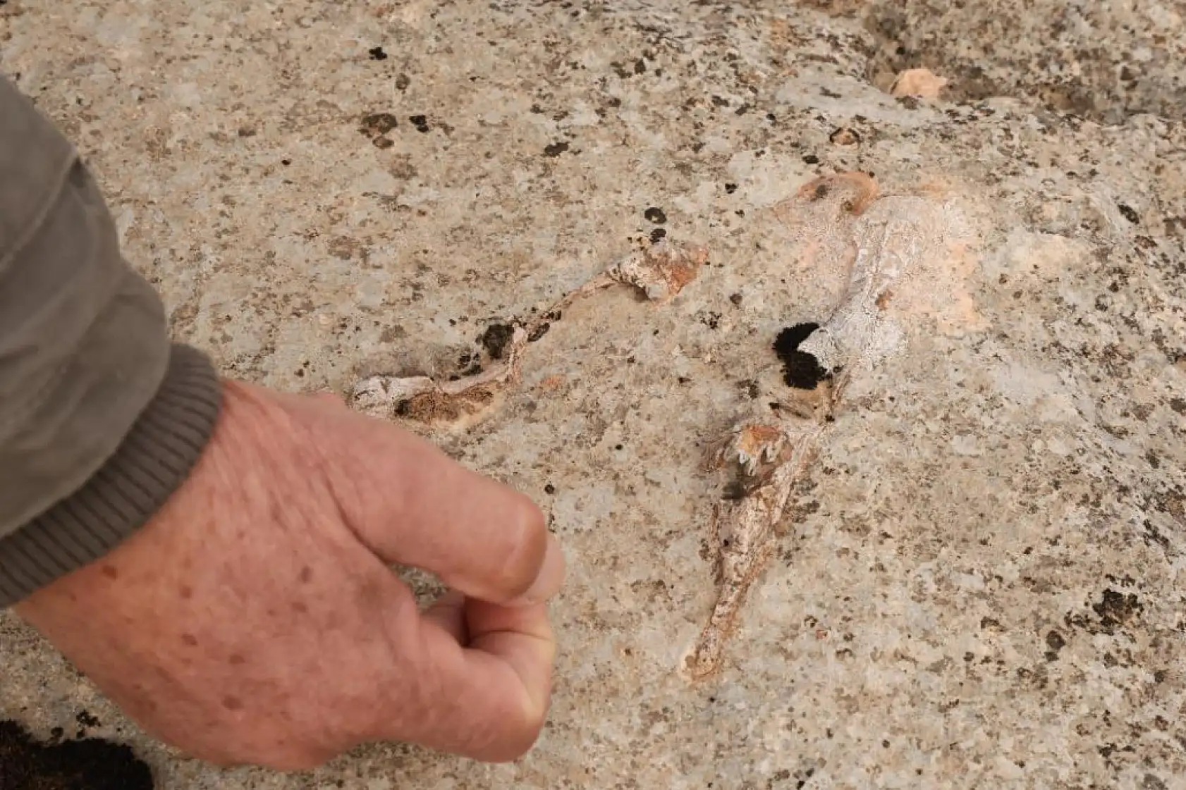 Yüz milyonlarca yıl önceye ait fosiller bulundu