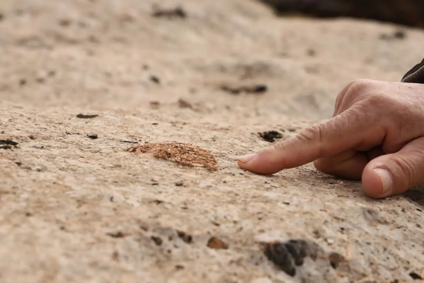 Yüz milyonlarca yıl önceye ait fosiller bulundu