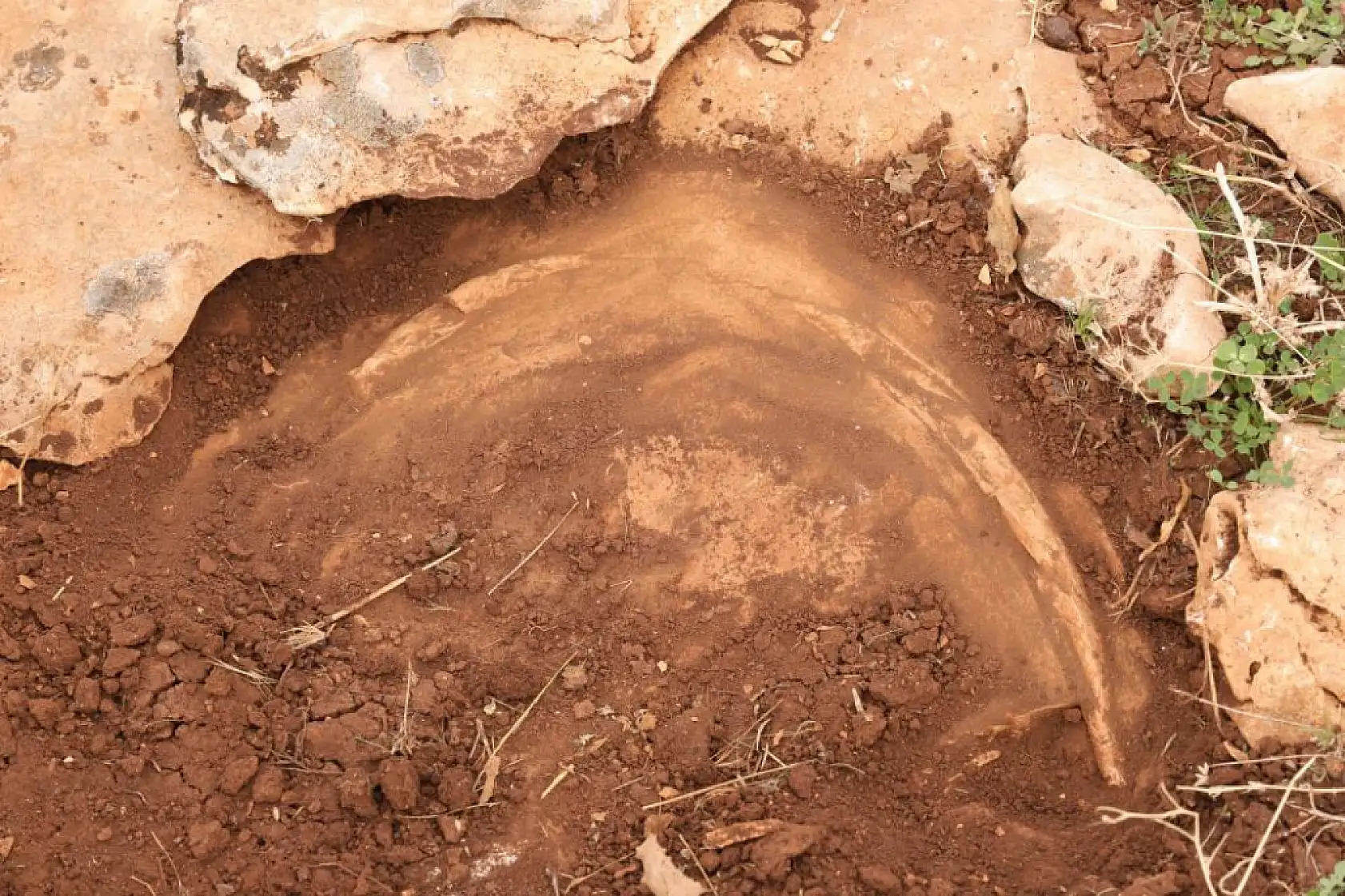 Yüz milyonlarca yıl önceye ait fosiller bulundu