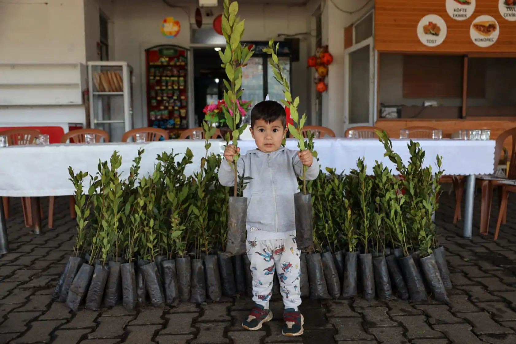Ula'da üreticilere 38 bin defne fidanı dağıtıldı