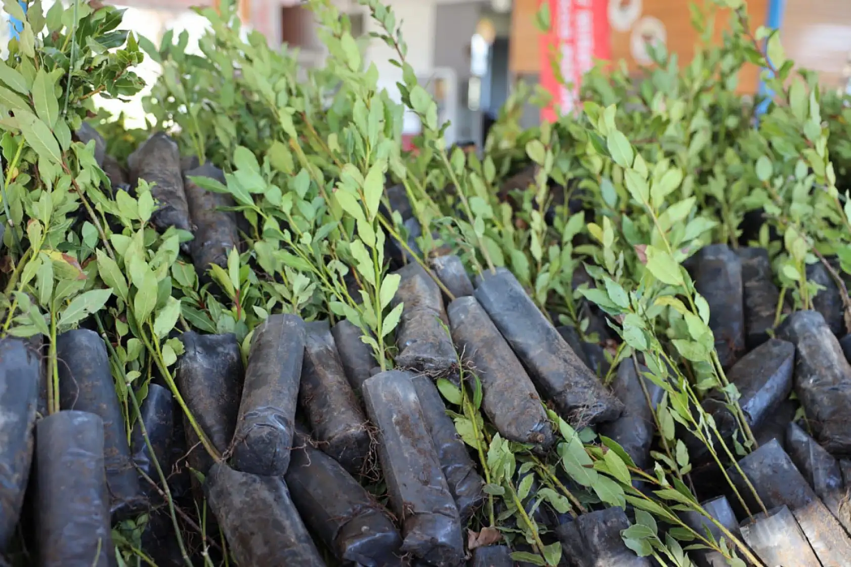 Ula'da üreticilere 38 bin defne fidanı dağıtıldı