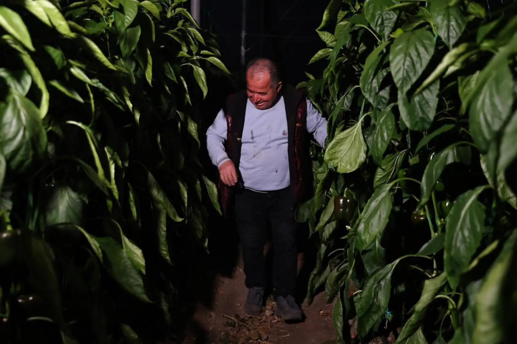 Seralarda dona karşı sıcaklıklar cep telefonundan anlık takip ediliyor