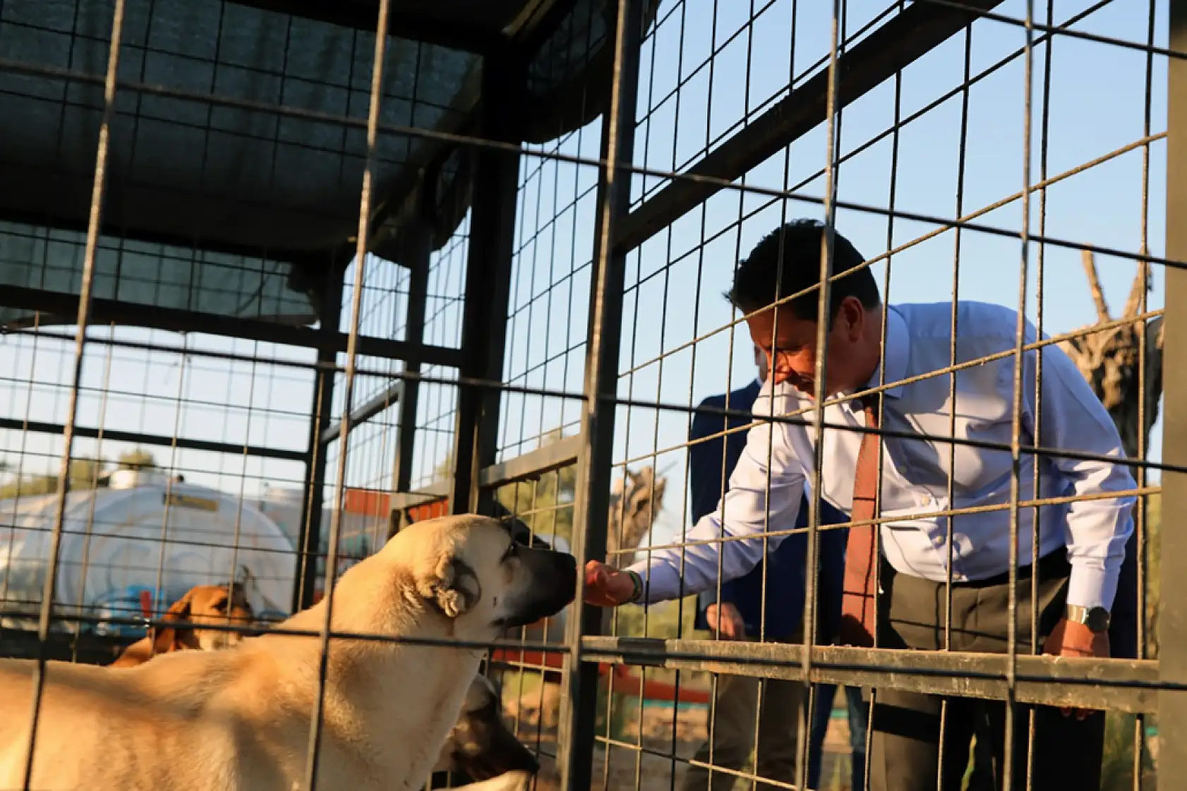 Muğla Büyükşehir 4 bin 34 can dostu sahiplendirdi