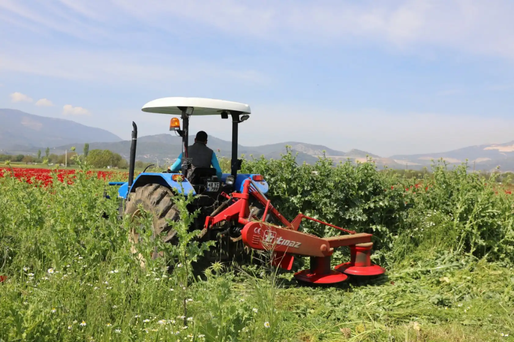 Muğla Büyükşehir'den Üreticilere Ücretsiz Yem Bitkisi Tohumu Desteği