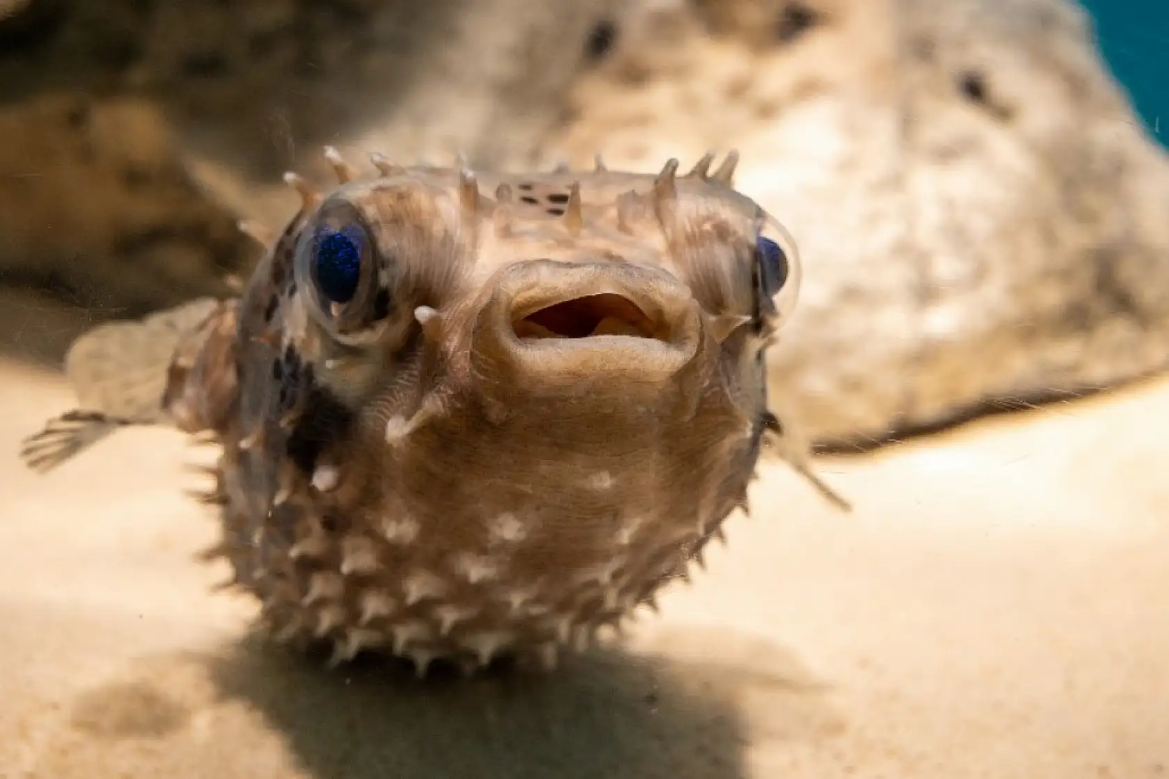 Fethiye denizlerini balon balığı istila mı etti? Balıkçılar balon balıklarını avlayacak mı?