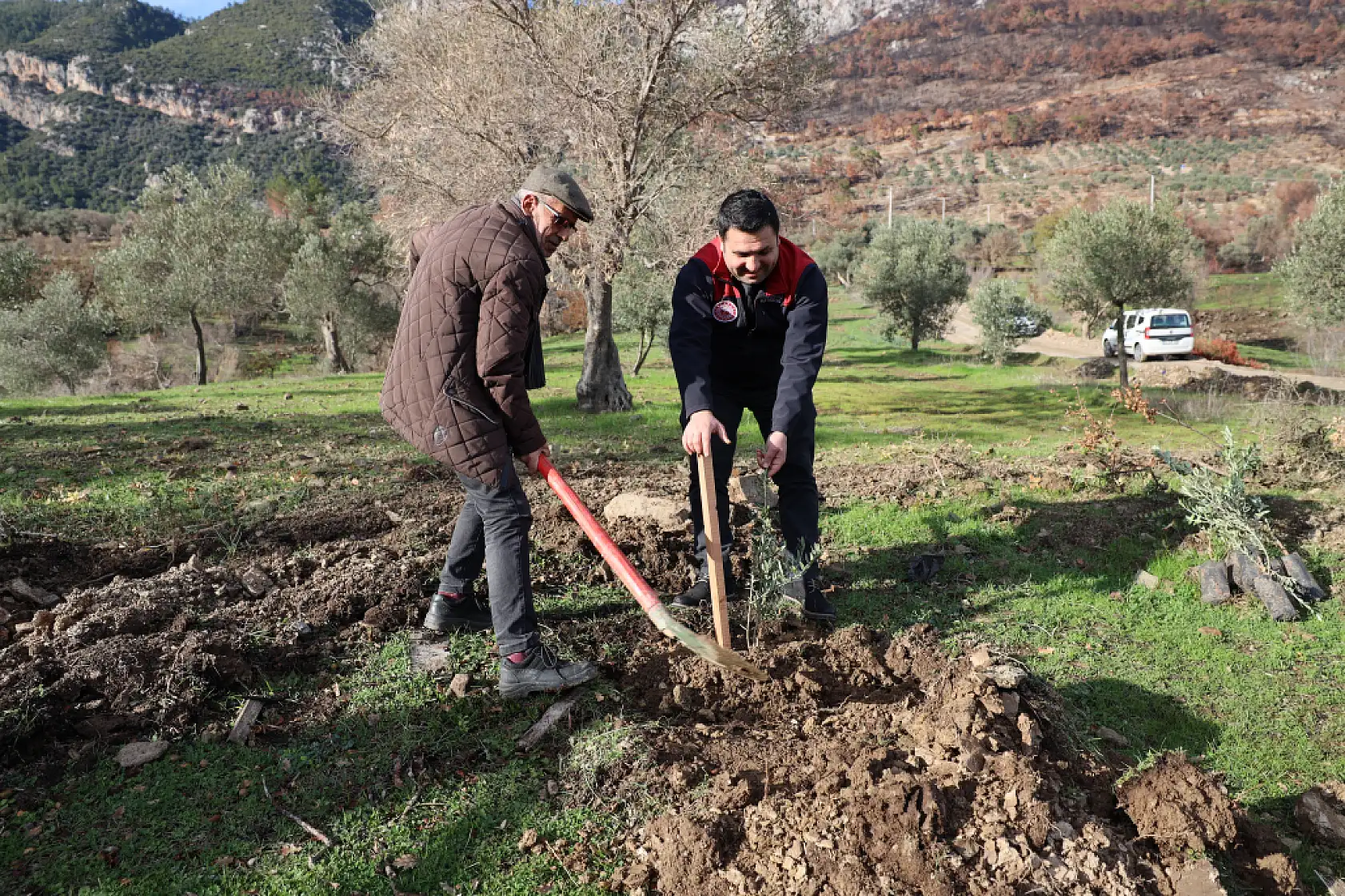Muğla'da Yangından Zarar Gören Alanlara Zeytin Fidanı Umudu