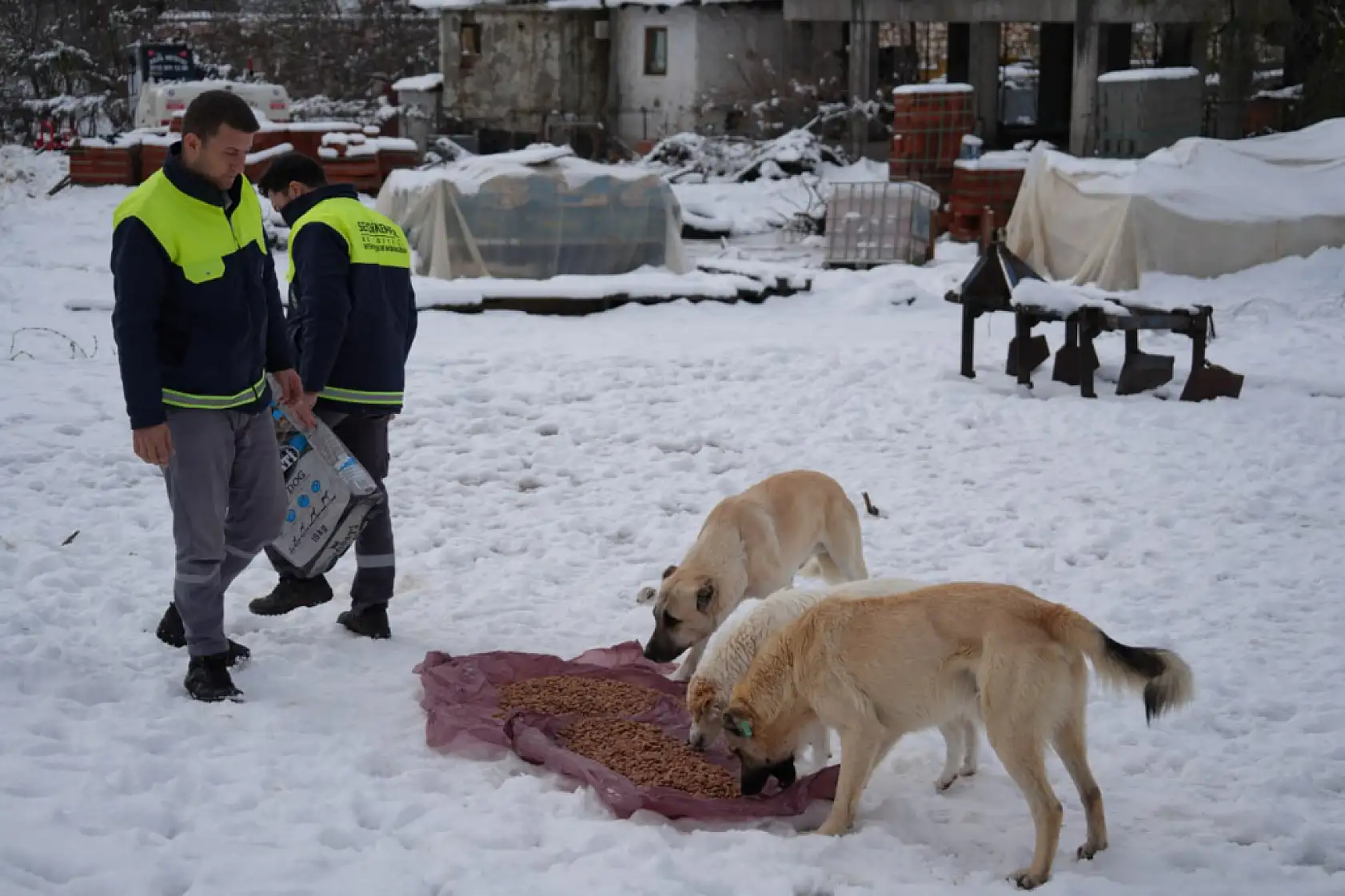 Seydikemer Belediyesi'nden Patili Dostlara Vefalı Davranış