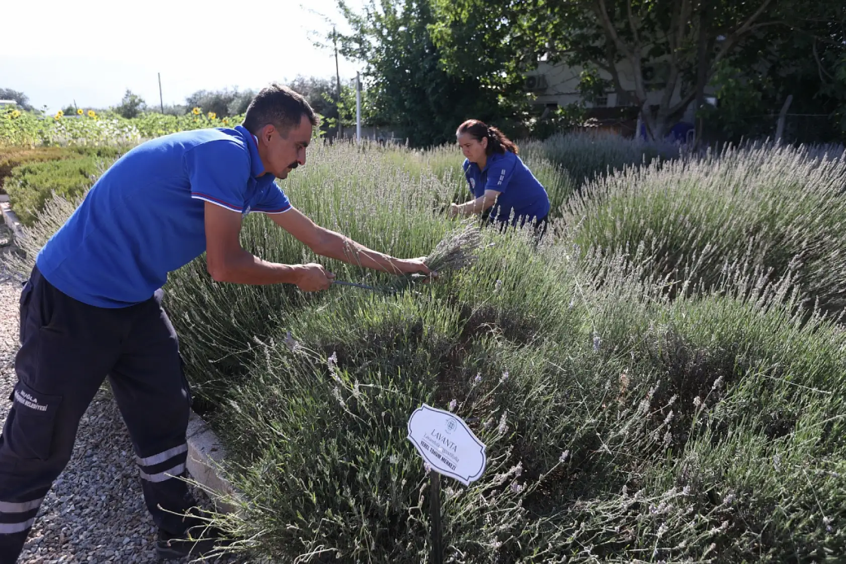 Muğla'da Aromatik Üretim Ekonomiye Katkı Sağlıyor
