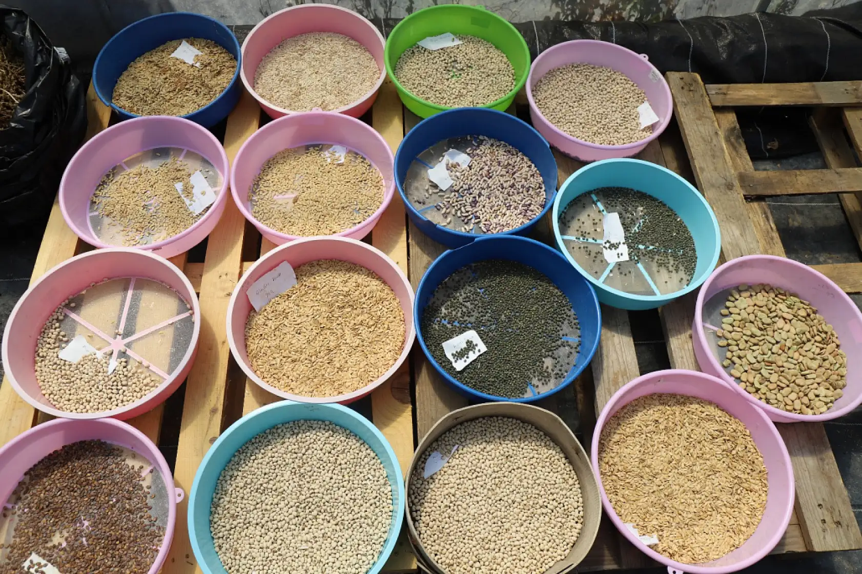 Muğla Büyükşehir 2026 Yılında 4 Milyon Yerel Tohum Dağıtımı Hedefliyor