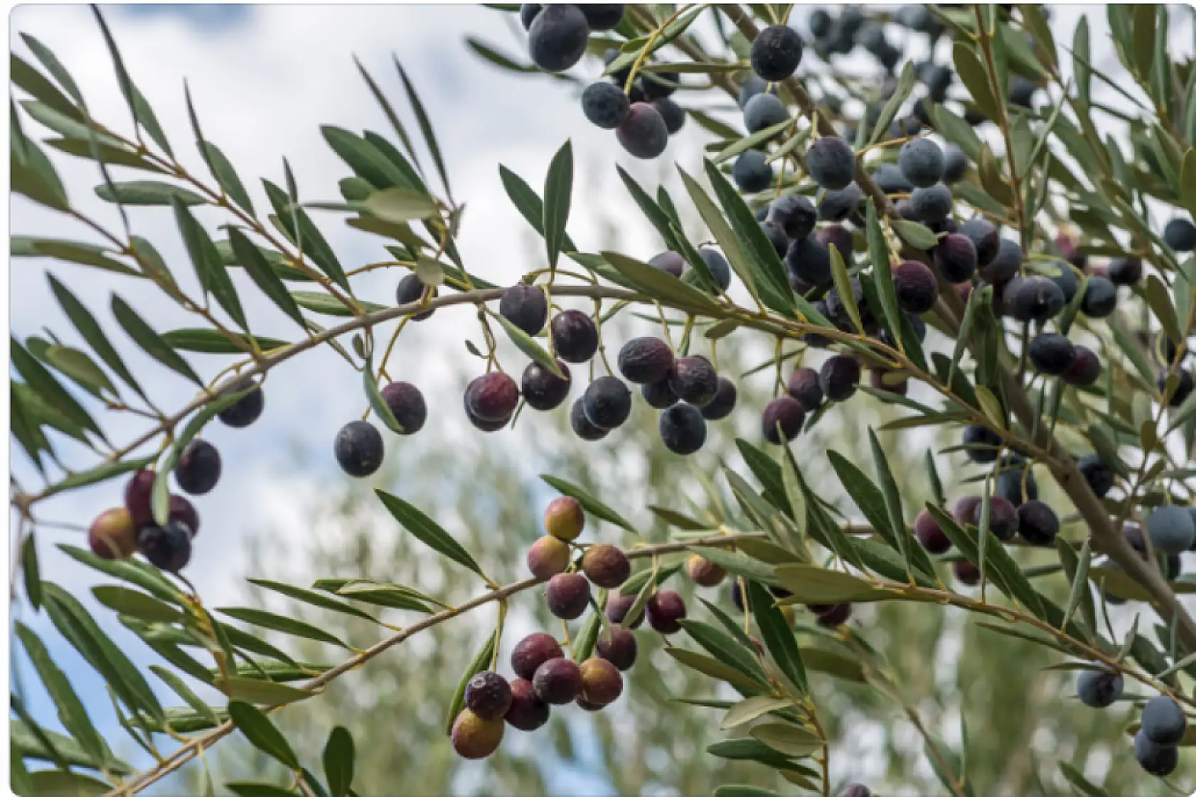 Hasat sonrası zeytin ağaçlarını budamayın gübre atmayın