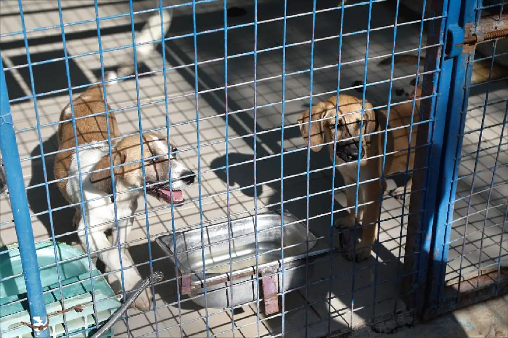 Öğrencilerden Bakımevi Ziyareti