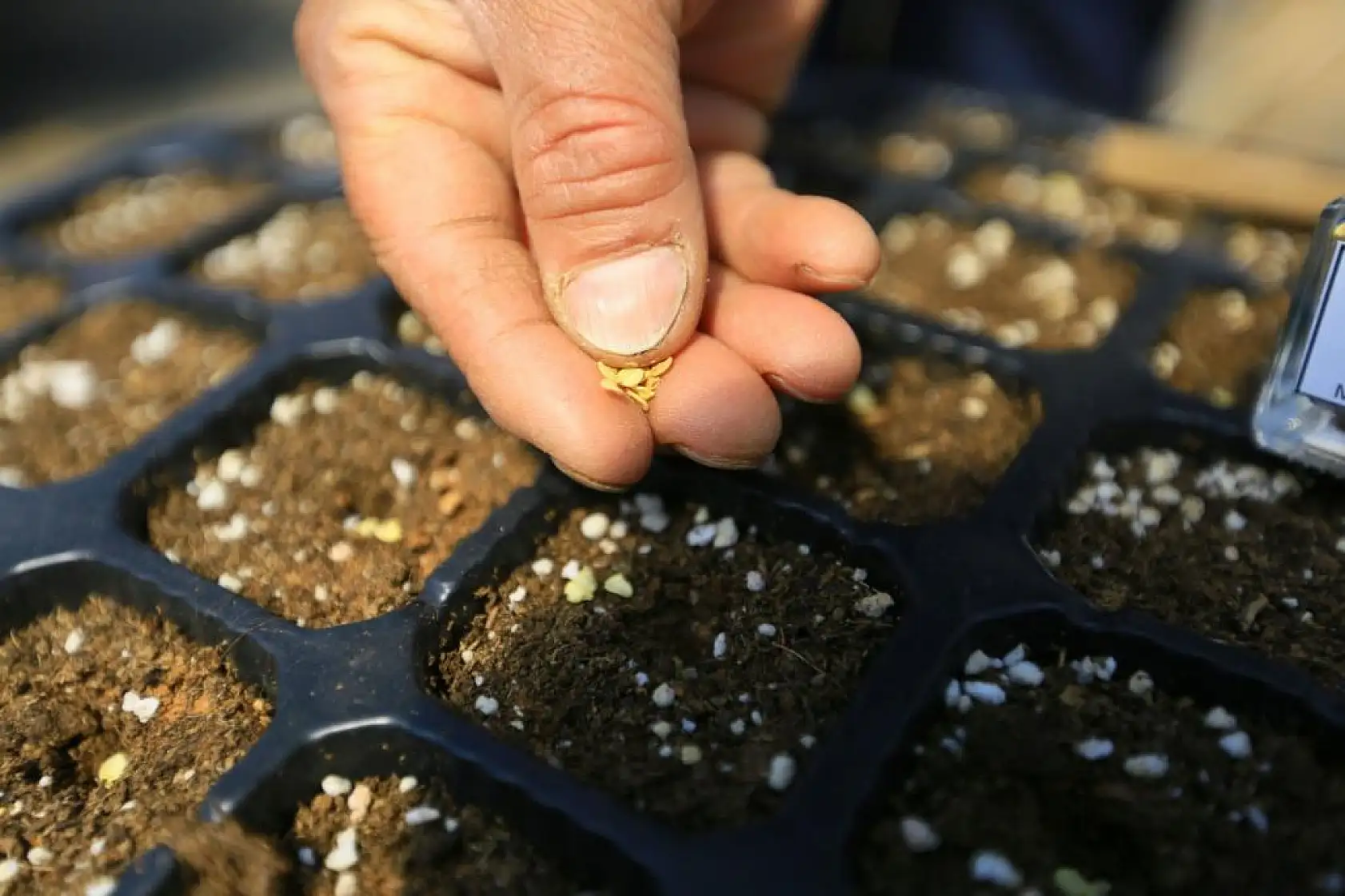 1 Milyon Yerel Tohum Dağıtılacak