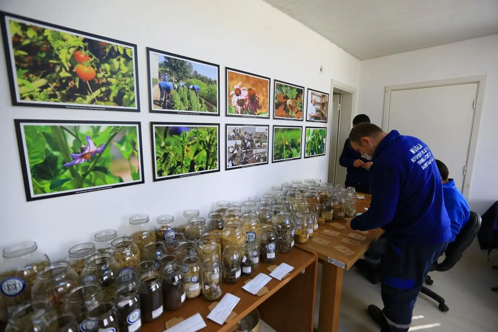 1 Milyon Yerel Tohum Dağıtılacak