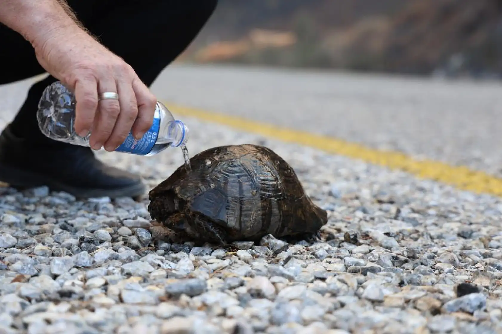 Köyceğiz'de dağ taş yandı, yangından kurtulan hayvanlar ateşsiz alan aradı