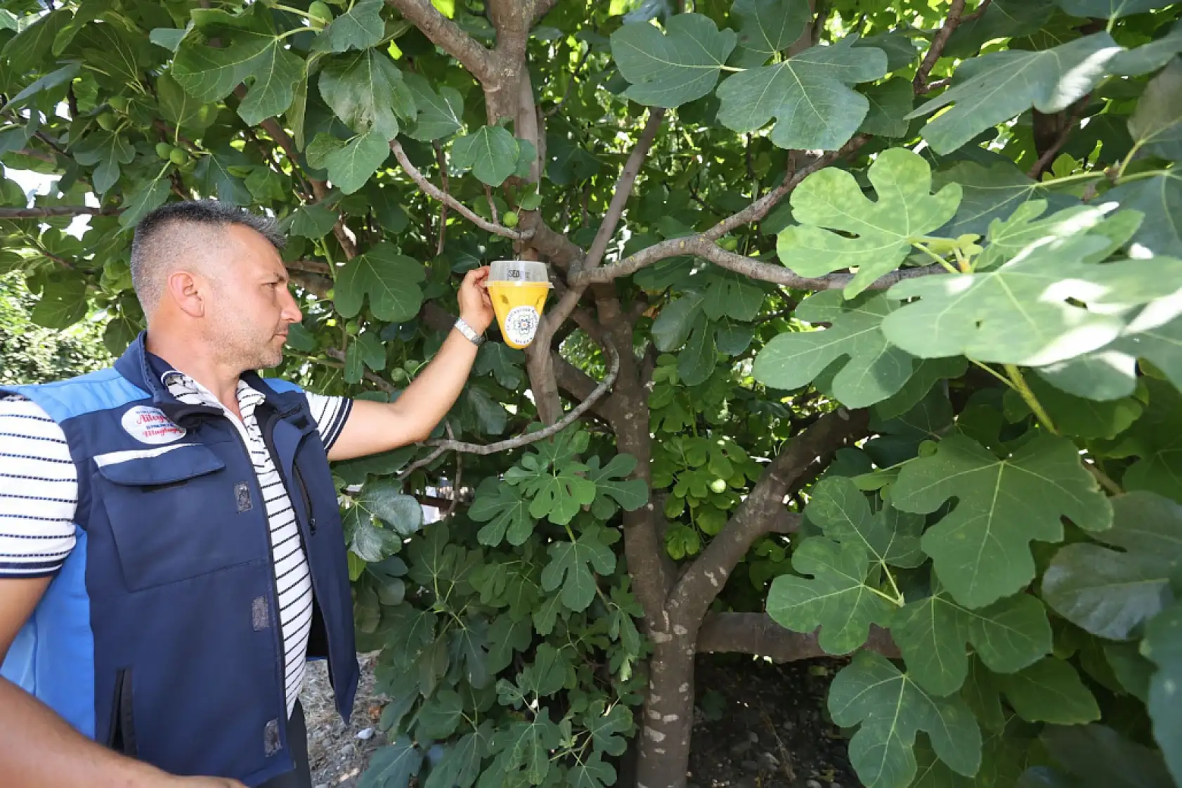 Büyükşehir Feromon Tuzaklarla Zararlıya Karşı Doğal Mücadele Başlattı