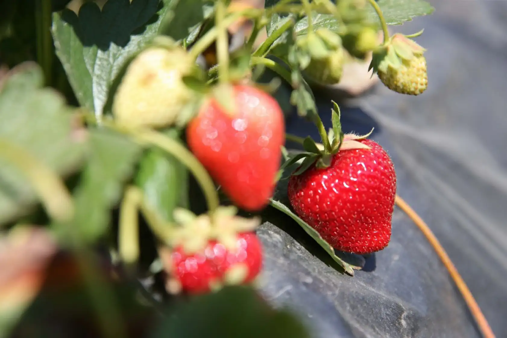 Muğla'da fiyatıyla ve verimiyle yüz güldüren çileğin hasadı yapıldı