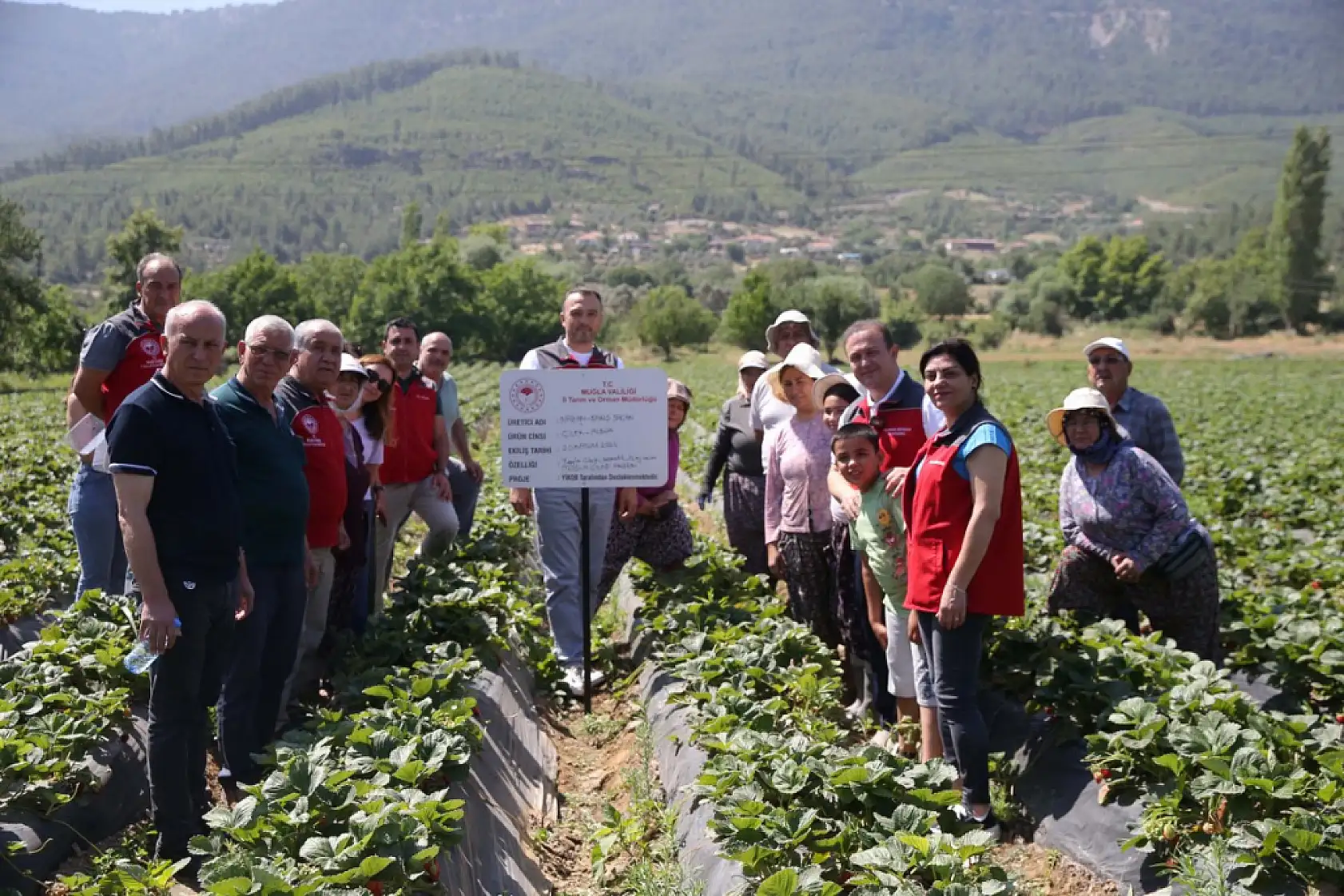 Muğla'da fiyatıyla ve verimiyle yüz güldüren çileğin hasadı yapıldı