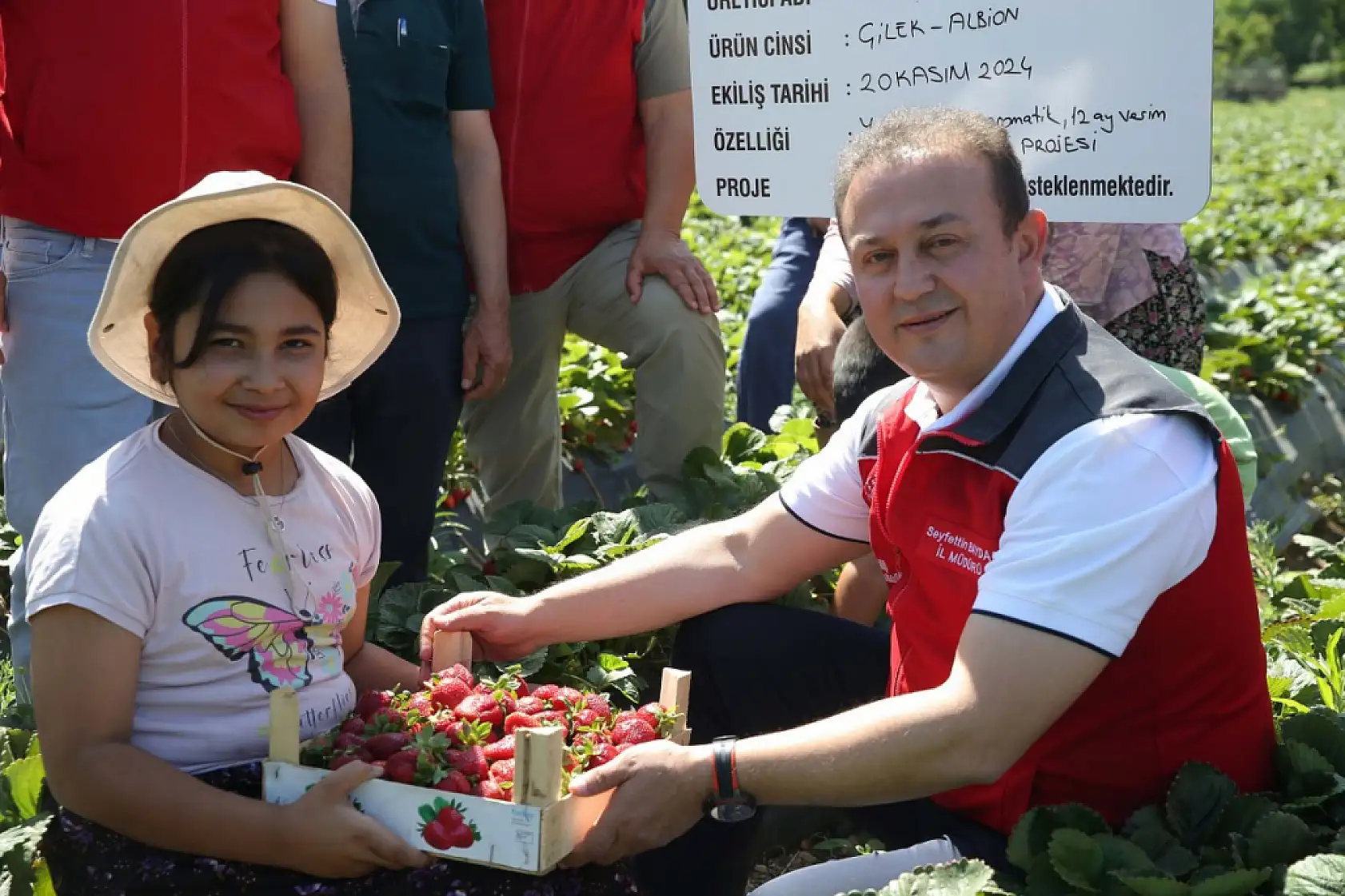 Muğla'da fiyatıyla ve verimiyle yüz güldüren çileğin hasadı yapıldı
