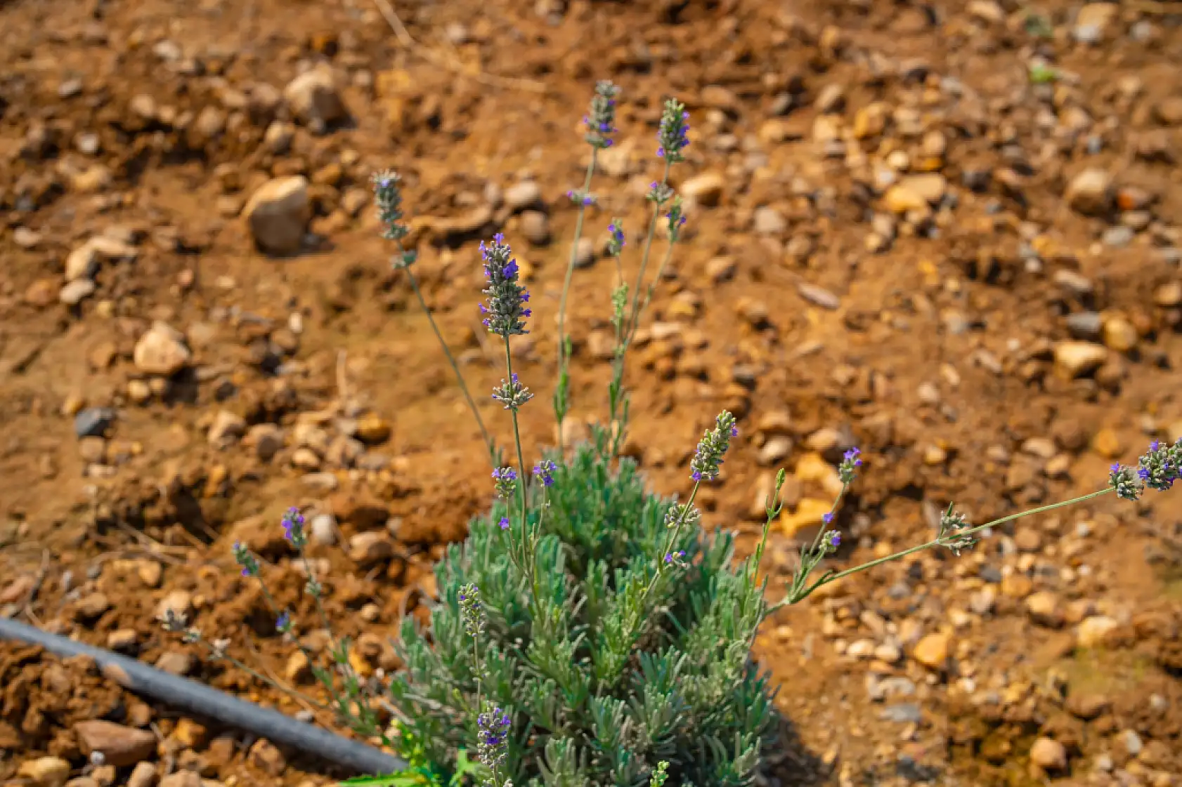 Milas Belediyesi'nden Göreni Hayran Bırakan Lavanta Bahçesi