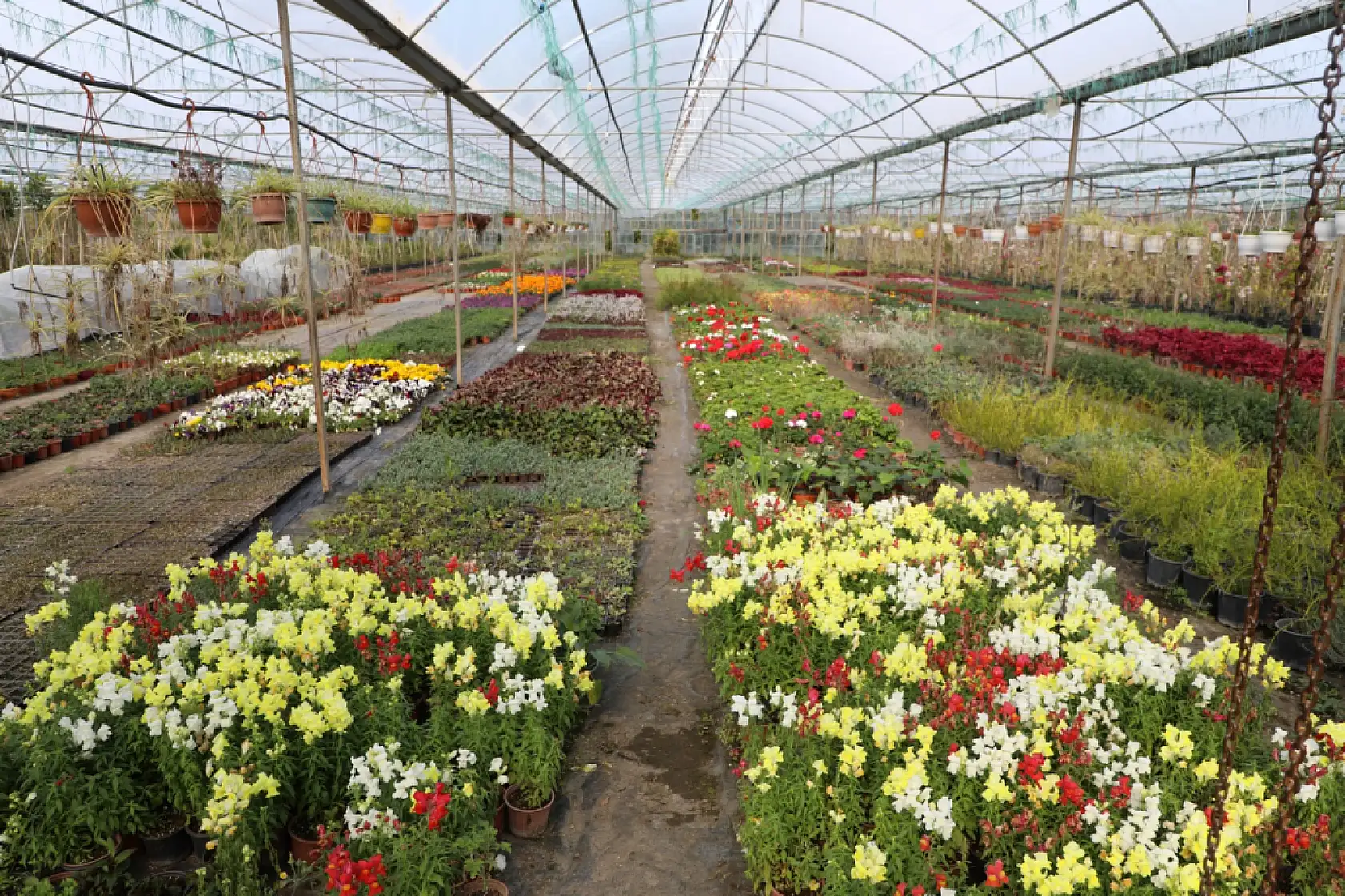 Muğla Büyükşehir'den Kadın Emeğine Destek: 27 Milyon Çiçek Üretildi