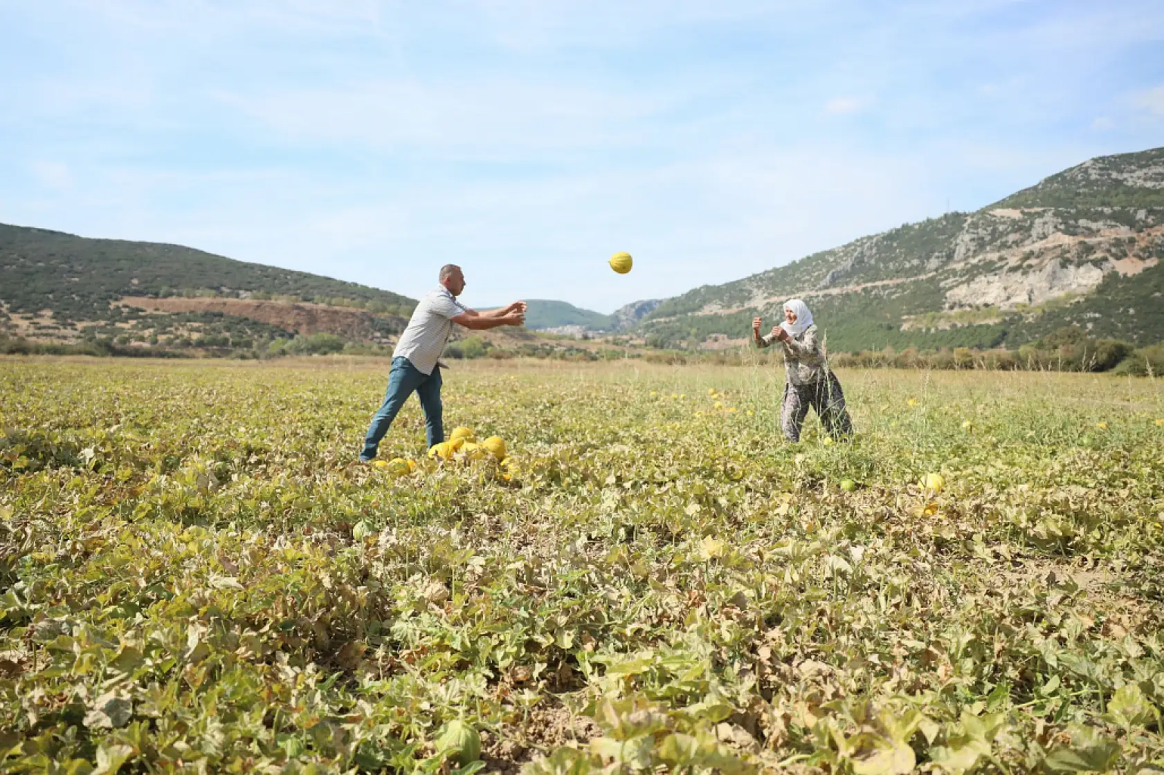 Muğla'nın yayla kavunu sevenleriyle buluşuyor