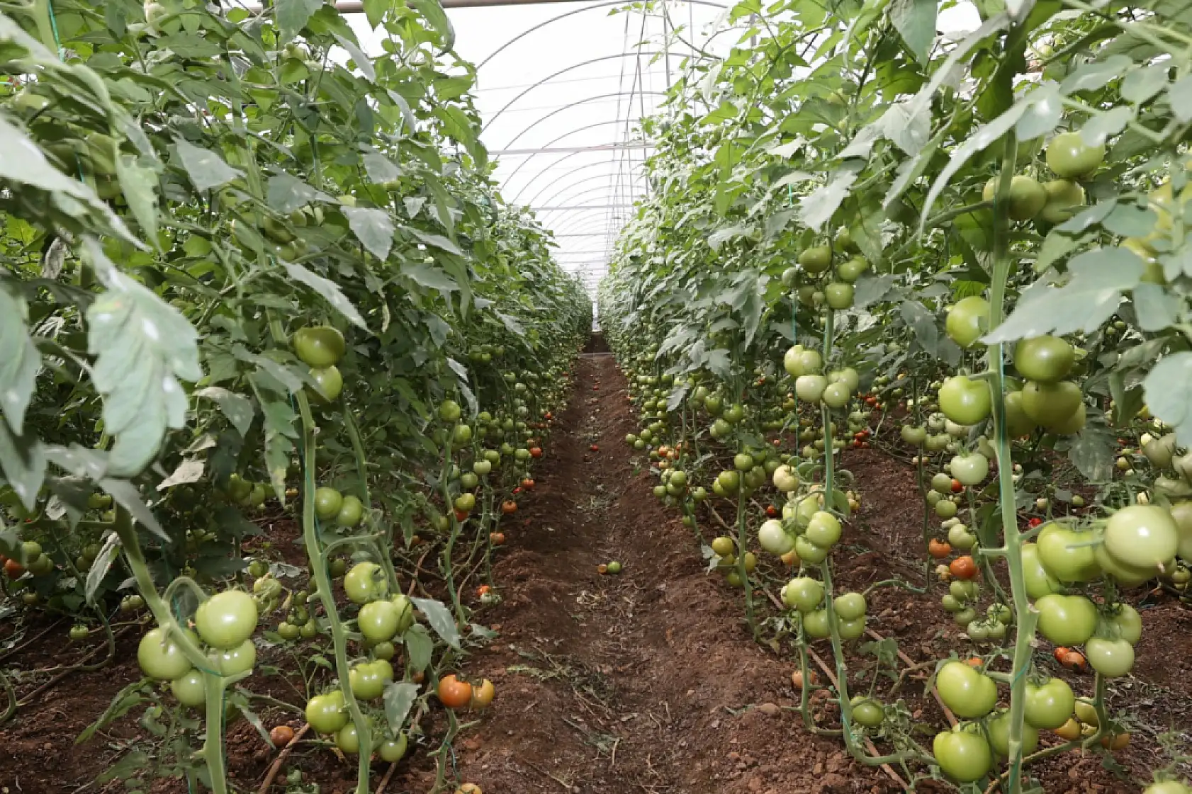 Selden zarar gören Ortacalı üreticiye büyükşehir desteği