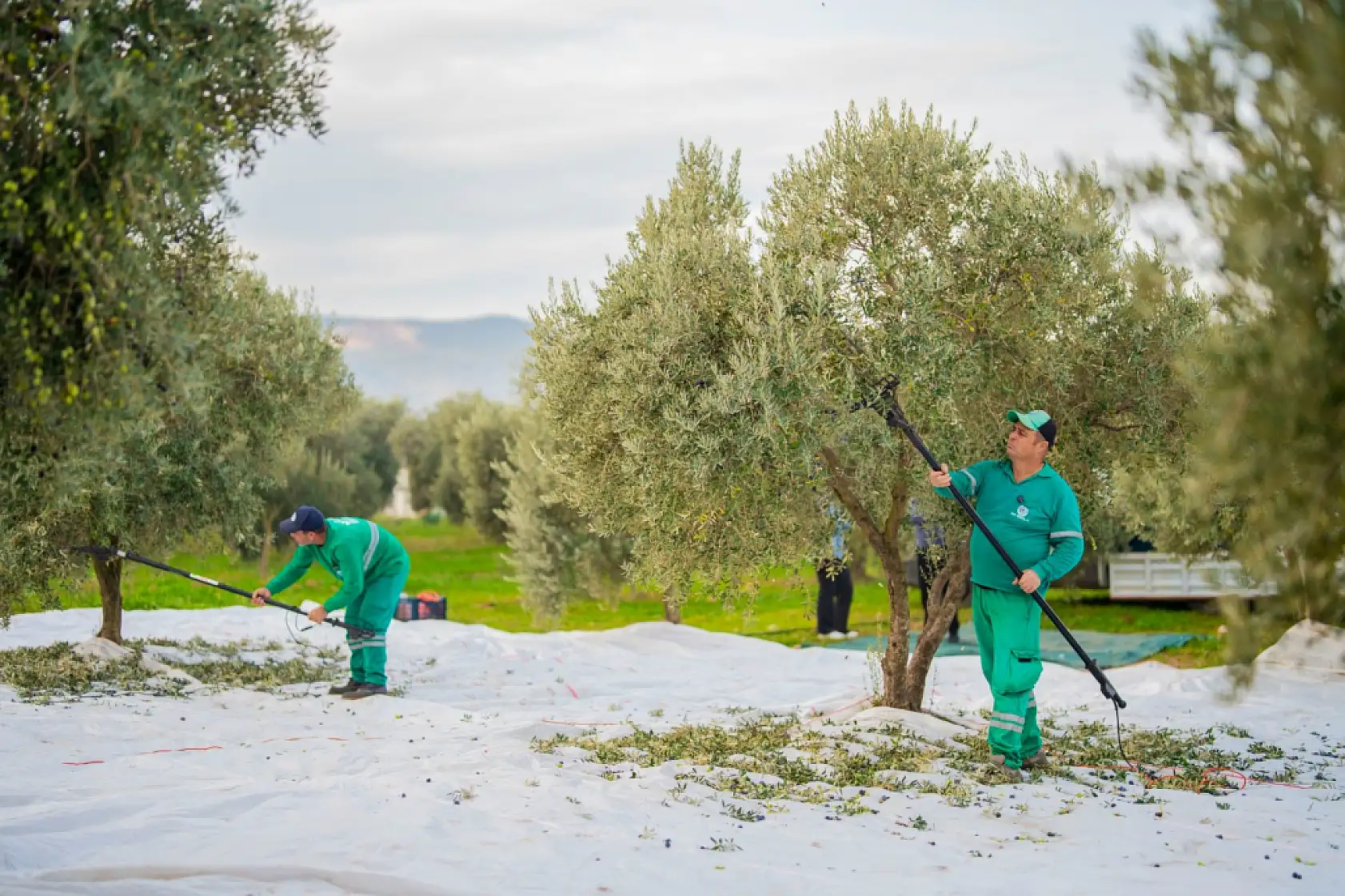 Milas Belediyesi zeytin hasadına başladı